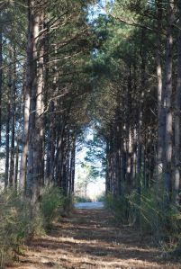Pine Tree Lane